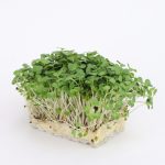 Cress Salad