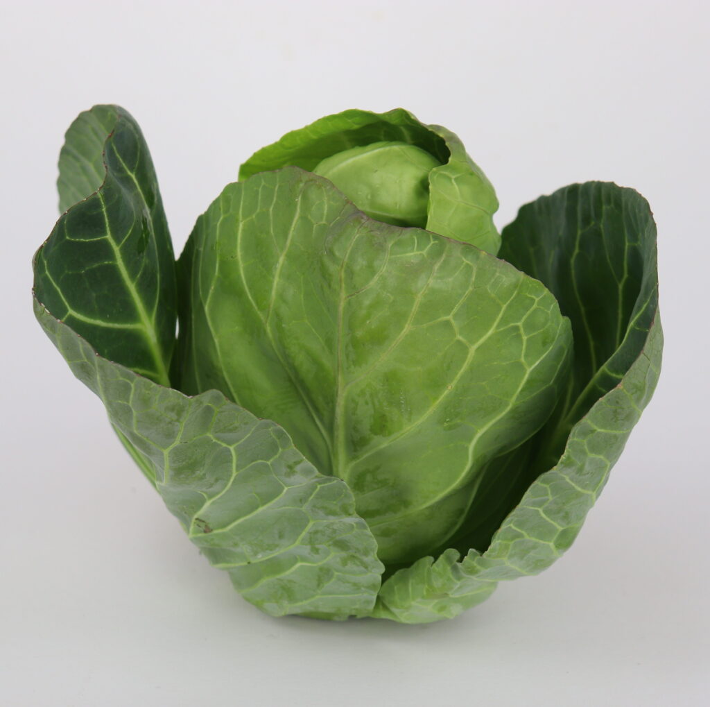 Sweetheart Cabbage The Veg Box Company